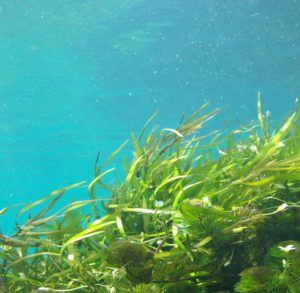 seaweed under the sea
