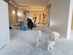 renovating house with a dog